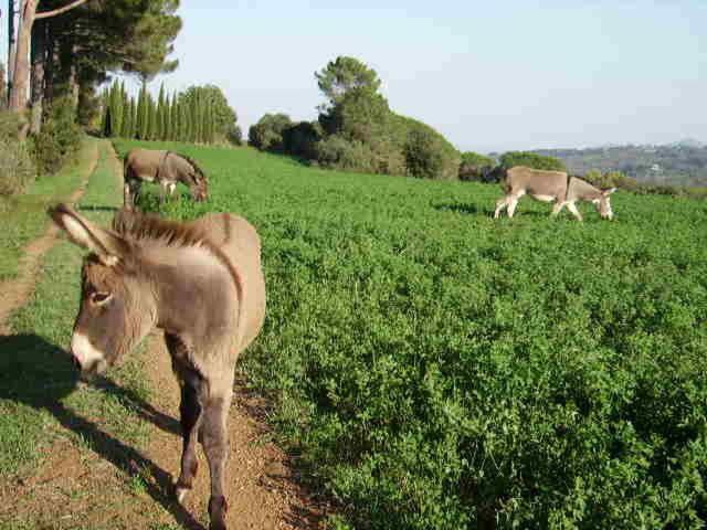 Agriturismo Le Serre Riparbella Esterno foto
